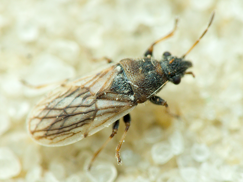 Camptotelus lineolatus (Schilling, 1829)